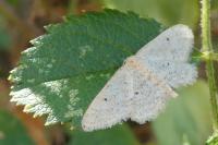 Idaea elongaria