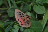 Chelis maculosa