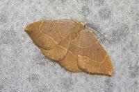 Watsonalla binaria