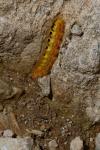 Acronicta euphorbiae