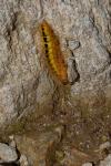 Acronicta euphorbiae
