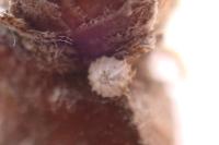 Allophyes oxyacanthae