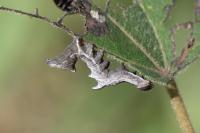 Notodonta ziczac