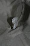 Cilix glaucata