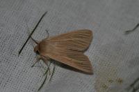 Mythimna pallens