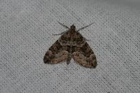 Thera britannica