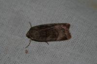 Noctua janthe/janthina