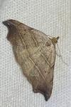 Laspeyria flexula
