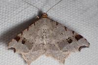 Macaria alternata