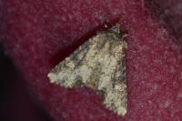 Luperina testacea