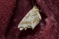Macaria