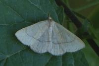 Paracolax tristalis