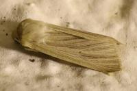 Mythimna pallens