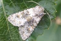 Hecatera dysodea