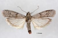 Cadra figulilella