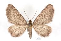 Eupithecia plumbeolata