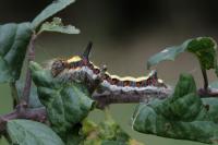 Acronicta psi