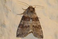 Cymatophorina diluta