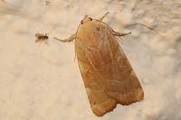 Noctua fimbriata