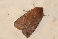 Xestia xanthographa