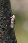Cymatophorina diluta