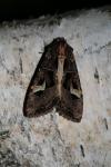 Trigonophora flammea
