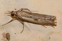Agriphila geniculea