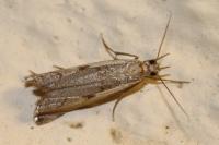 Agriphila geniculea