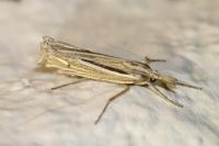 Ancylolomia tentaculella