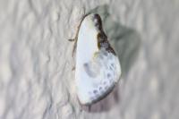 Cilix glaucata