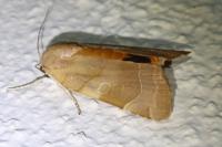 Noctua fimbriata