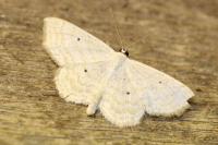 Scopula immutata