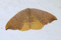 Watsonalla binaria