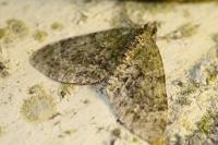 Acasis viretata
