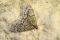 Acasis viretata