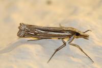 Ancylolomia tentaculella