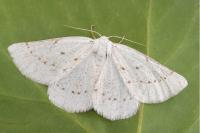 Dyscia conspersaria turturaria
