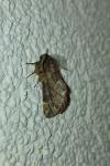 Ptilophora plumigera