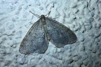 Operophtera brumata