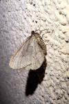 Operophtera brumata