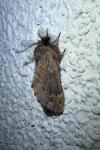 Ptilophora plumigera