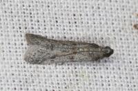 Cadra figulilella