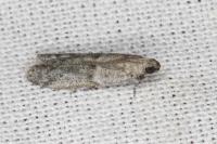 Cadra figulilella