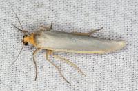 Eilema caniola