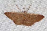 Idaea eugeniata