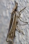 Ancylolomia tentaculella