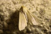 Mythimna pallens
