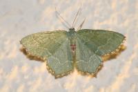 Hemithea aestivaria