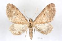 Eupithecia simpliciata