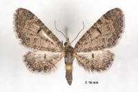 Eupithecia ultimaria